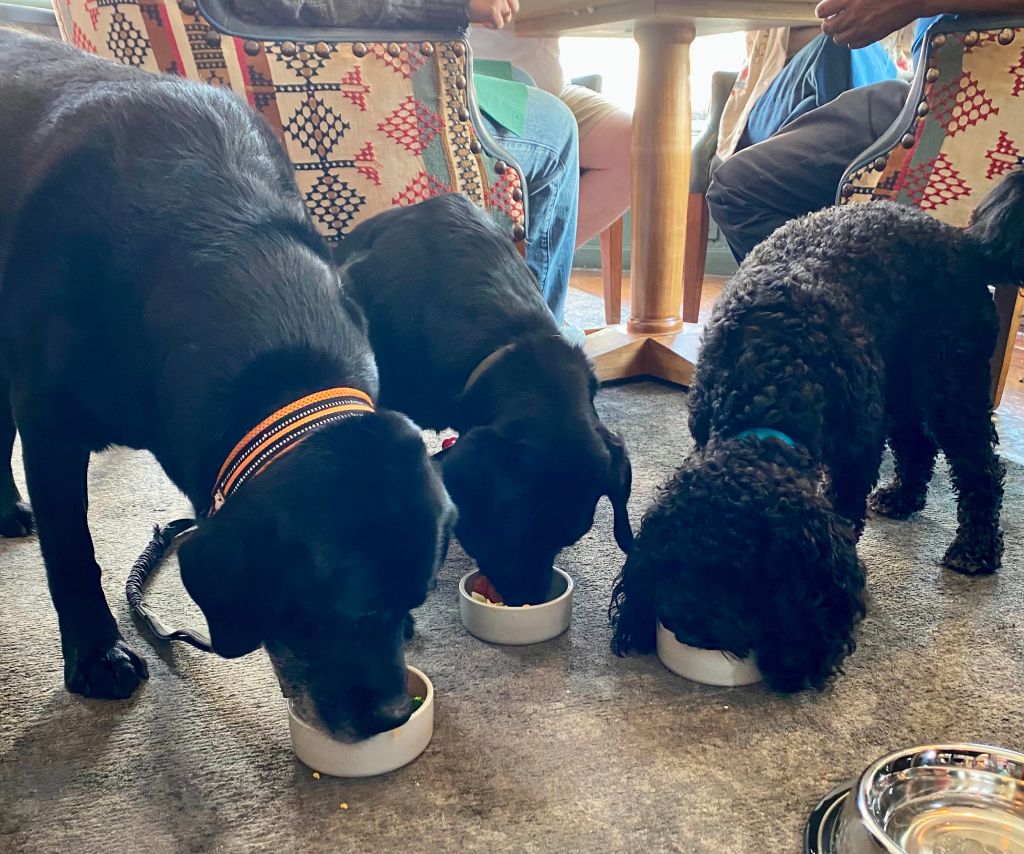 Doggie Roasts
